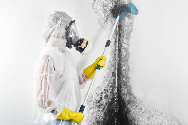 Best Comprehensive Air Testing for Mold Contaminants  in Verona, KY