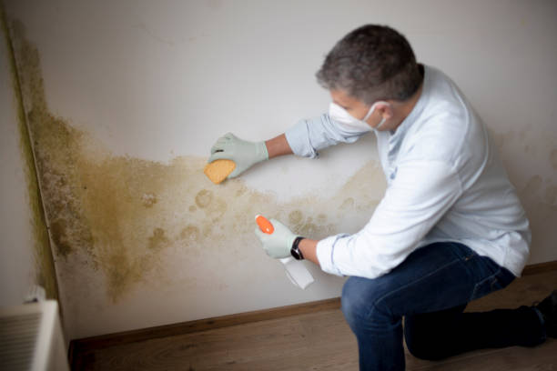 Best Industrial Mold Remediation  in Verona, KY