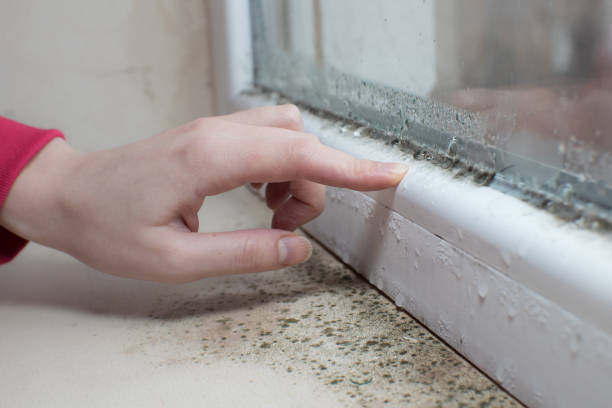 Verona, KY Mold Removal Company