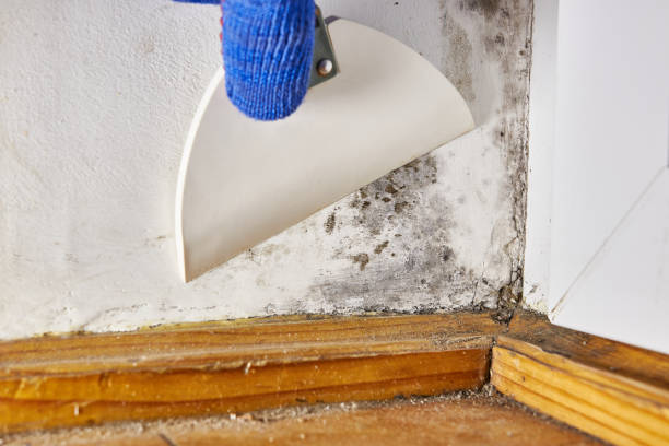 Best Mold Documentation for Insurance Claims  in Verona, KY
