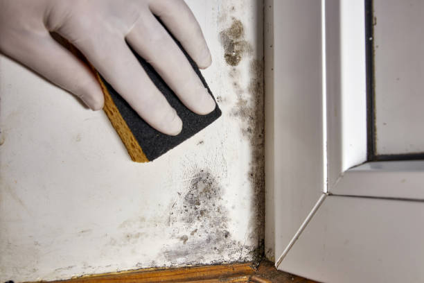 Best Environmental Consulting for Mold Prevention  in Verona, KY