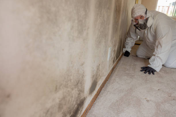 Best Real Estate Mold Inspection  in Verona, KY